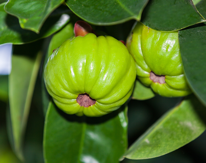 garcinia cambogia